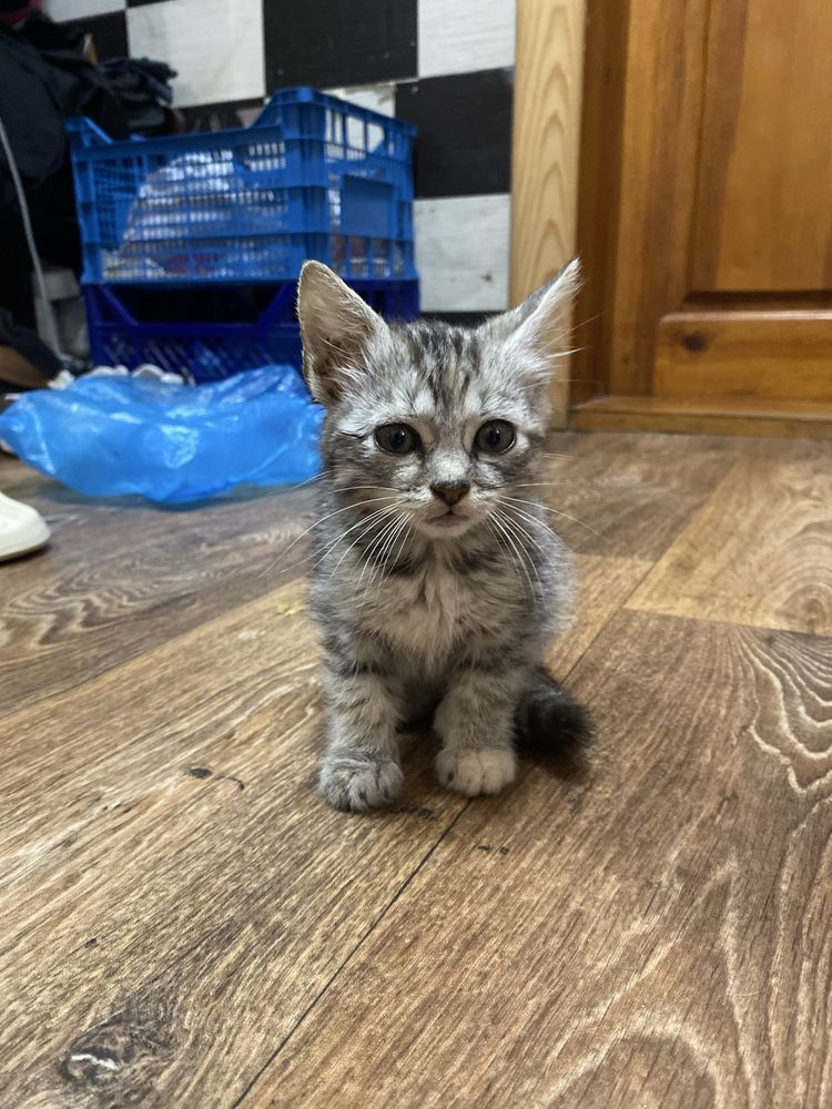 Котики безкоштовно