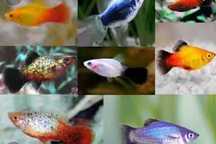 Platy Sortidas Adultas