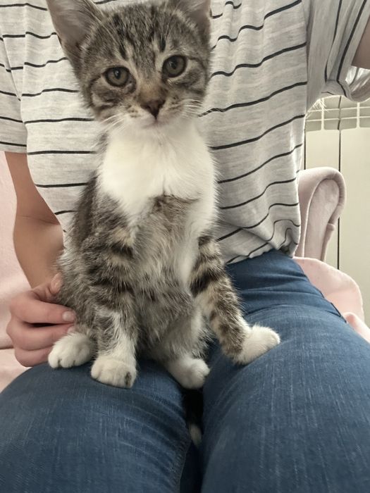 Kocurek maly oddam za darmo