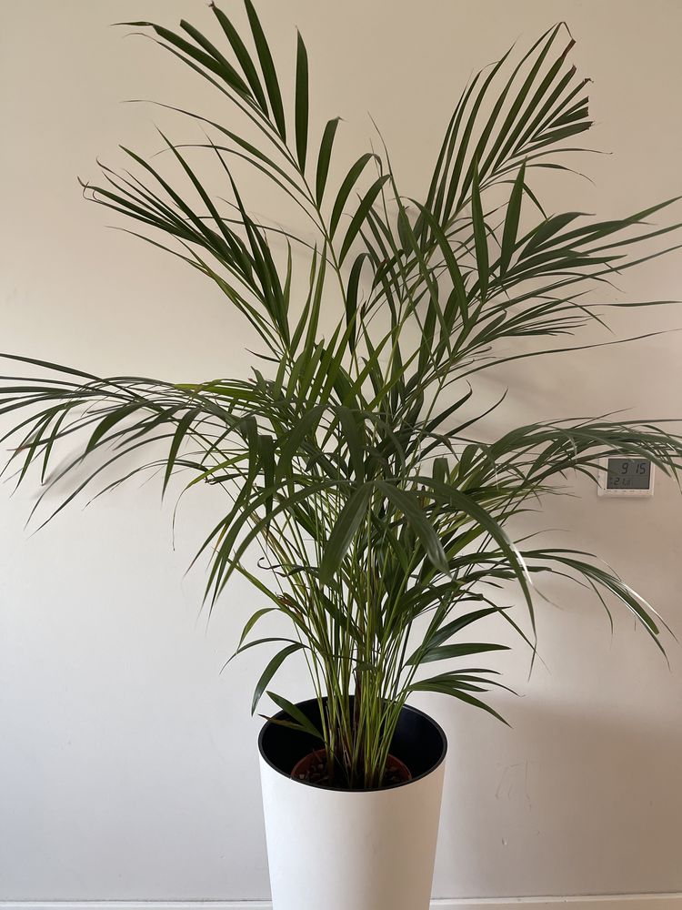 Palma Areca 120 cm