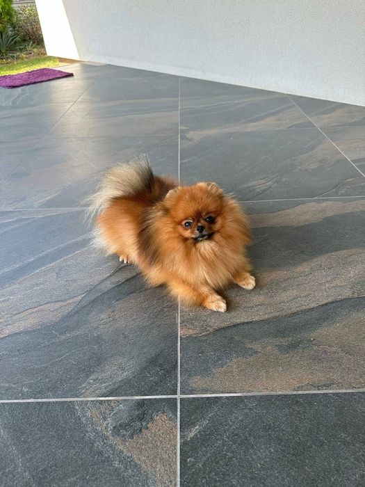 В'язка  мініатюрного  шпіца