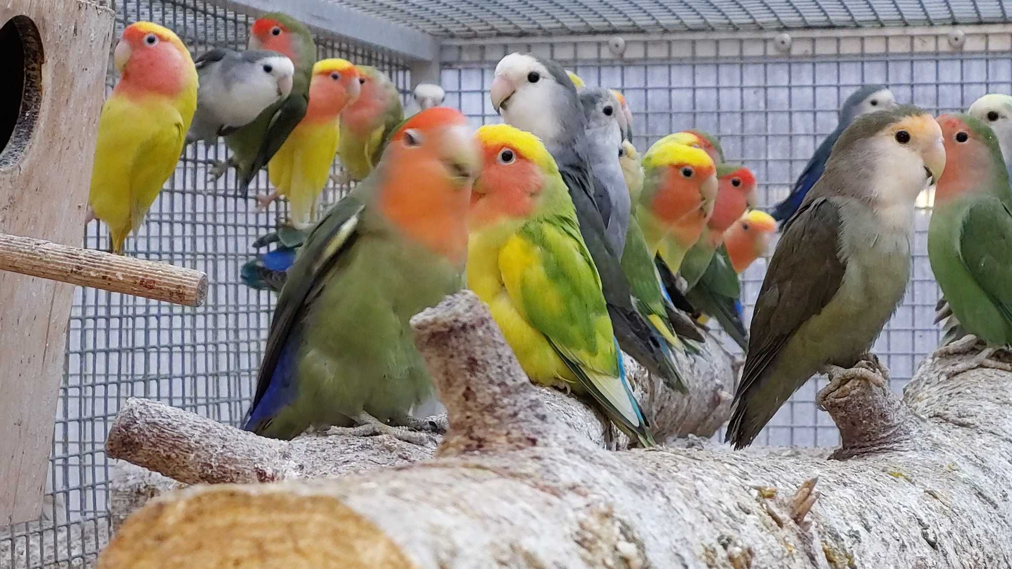 Papugi nierozłączki czerwonoczelne szeki
