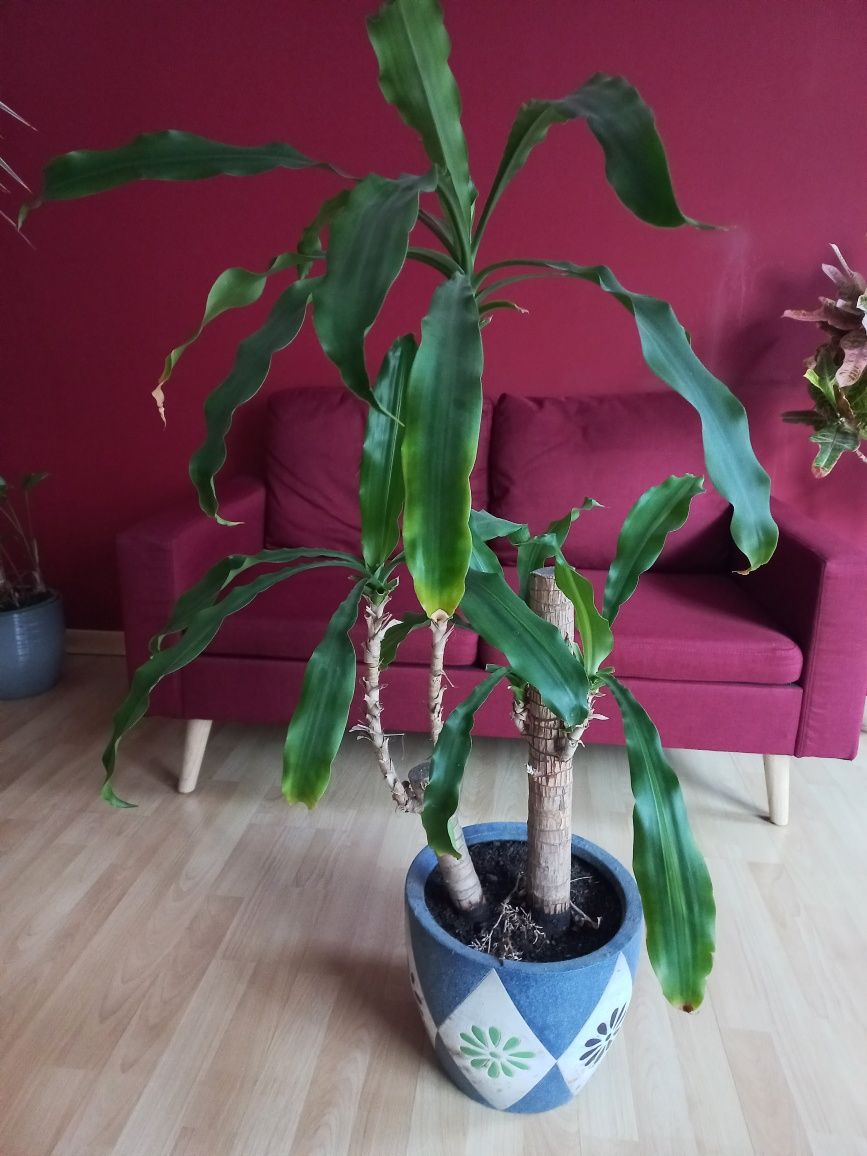 Planta pau d'água (vaso cerâmico incluído)