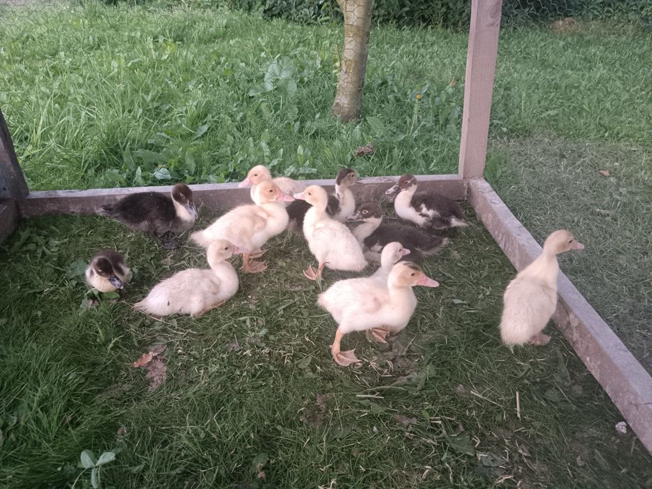 Kaczka piżmowa 12 sztuk