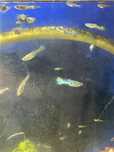 Guppys sortido para venda
