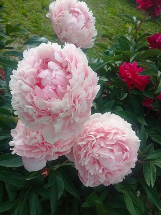 Пионы півонія Сара Бернард саженцы пионы піони саджанці сортові