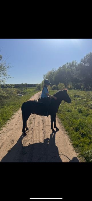 Cydowny konik polski