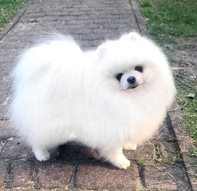 Szczenięta pomeranian szpic miniaturowy puchate, krótkie pyszczki