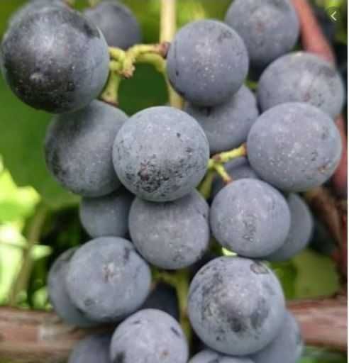 Winorośle odporne -30°C. Zestaw 8 szt. Sadzonki winogron - Eden.