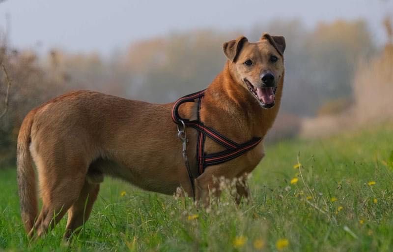 Daglas  ponad sześć lat bez spacerów i dobrego dotyku