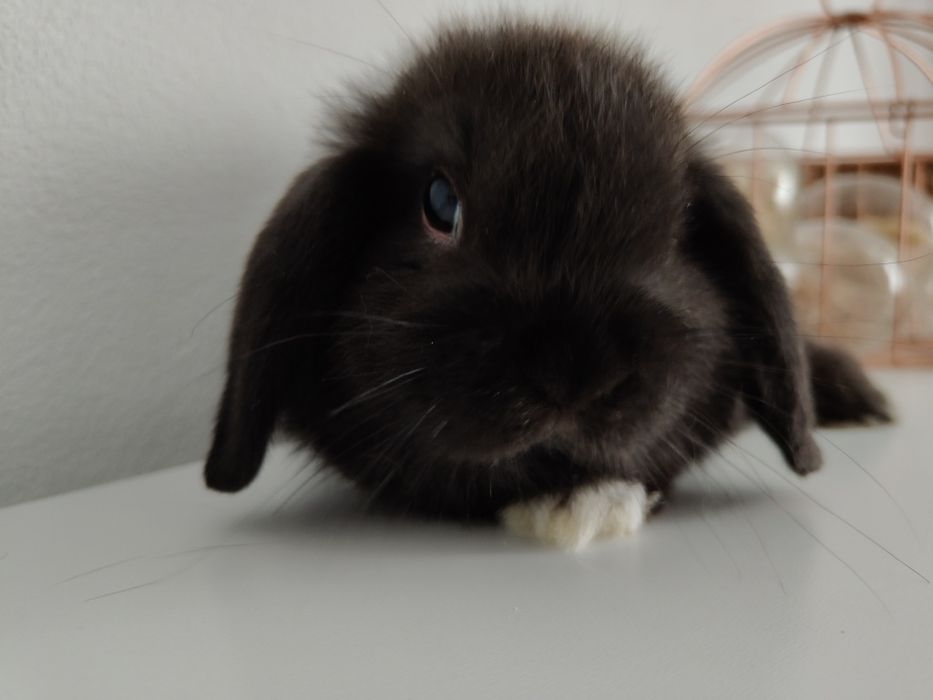 Mini Lop królik gotowe do odbioru