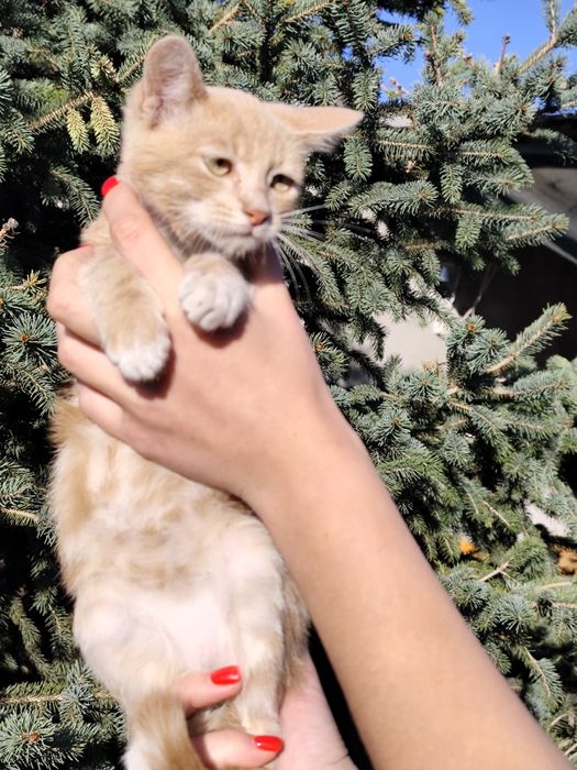 Мармуровий котик хлопчик