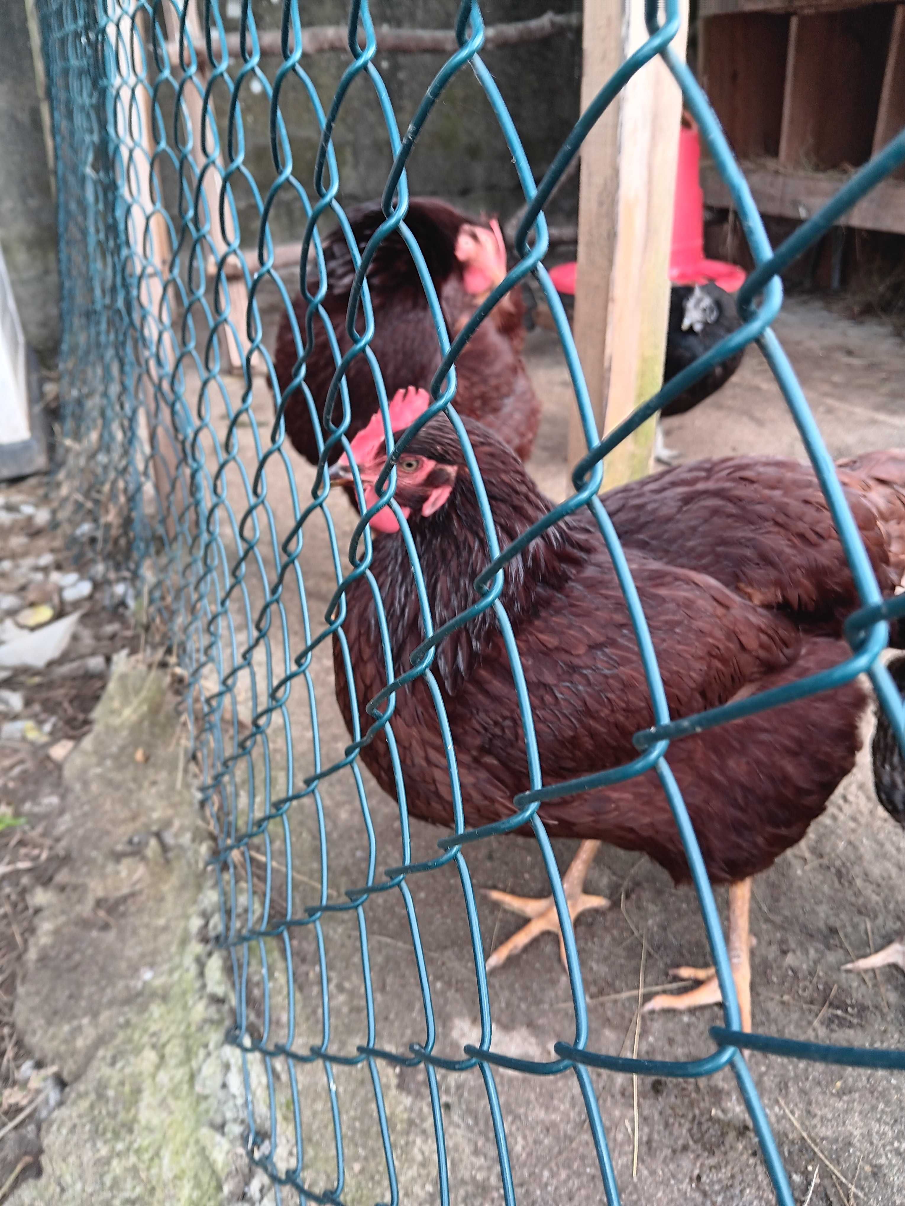 Pintos de rhode  island  red