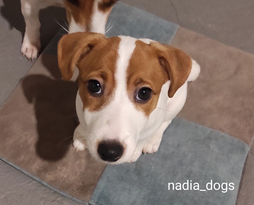 Дівчинка Джек Рассел тер'єр ККУ