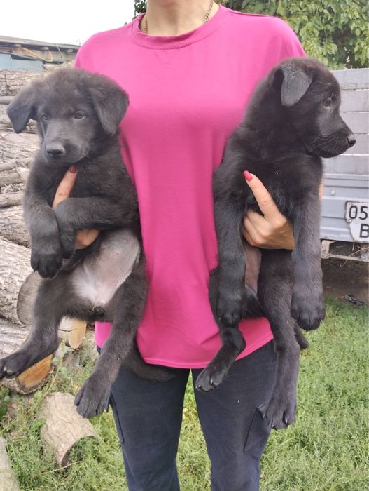 Продам цуценят Німців Чорного окрасу