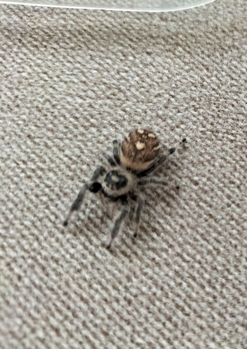 Dorosła samica skakuna królewskiego