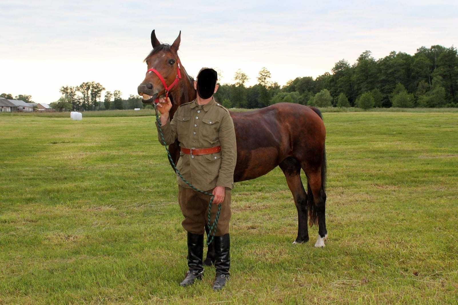 Klacz SP w typie konia małopolskiego