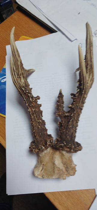 Рога косулі в доброму стані