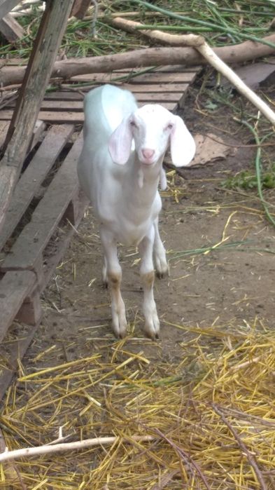 Продам козу, козла