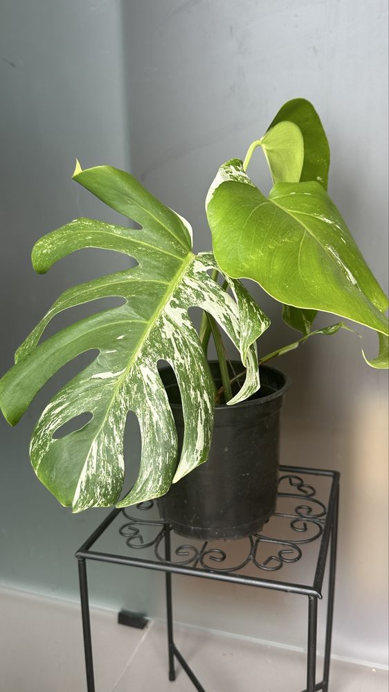Monstera variegata