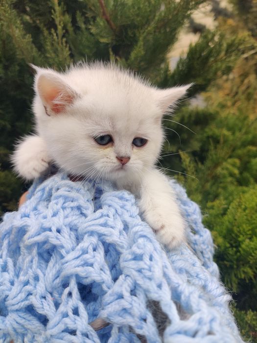Серебристая шиншилла, котята.
