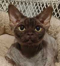 Kocur Devon Rex czekoladowy