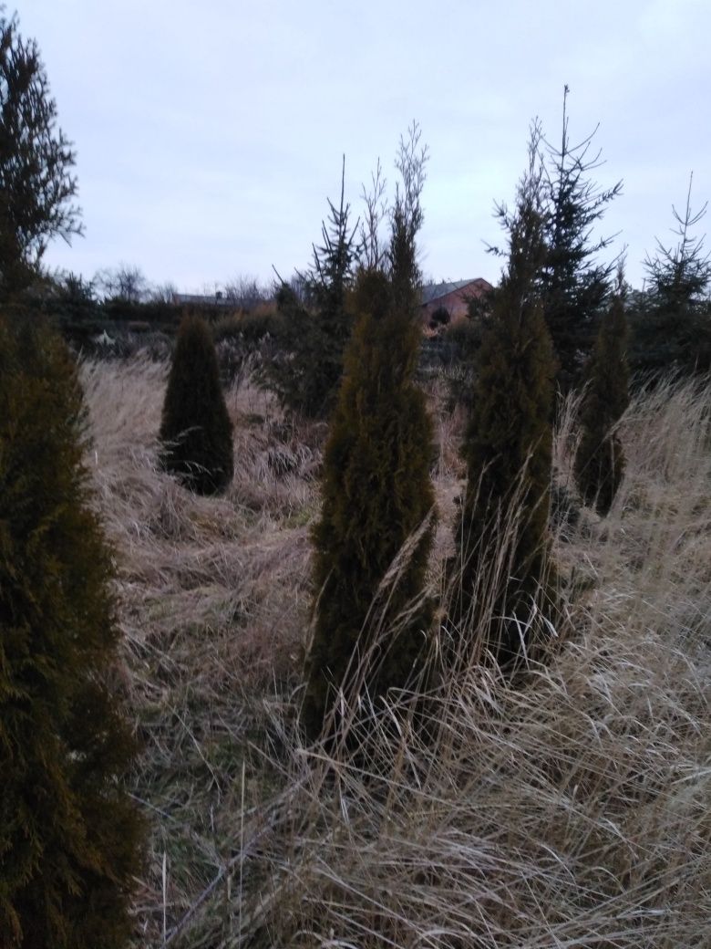Szmaragd żywotnik tuja