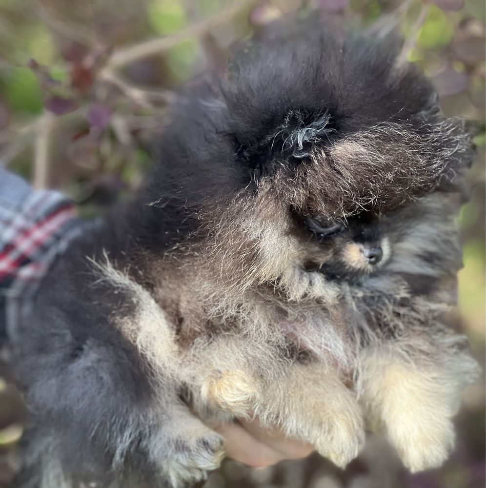 Podpalany pomeranian