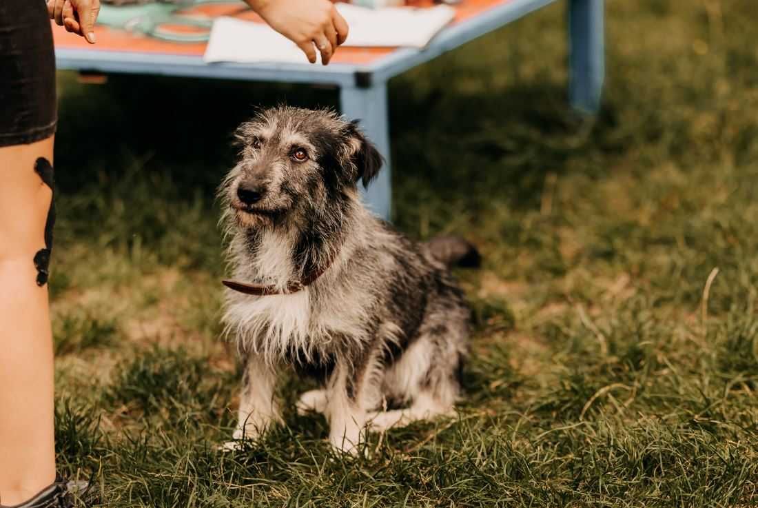 Szarik ma 2 lata, z czego 1,5 roku spędził w schronisku... Adoptujesz?