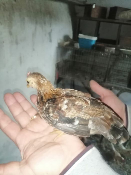Garnizes machos raça pequenina