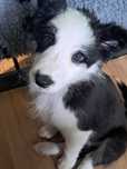 Szczenię Border Collie Kutno