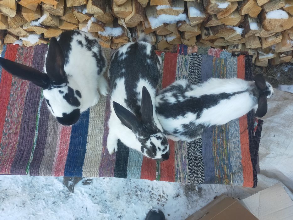 Кролі породи Строкач