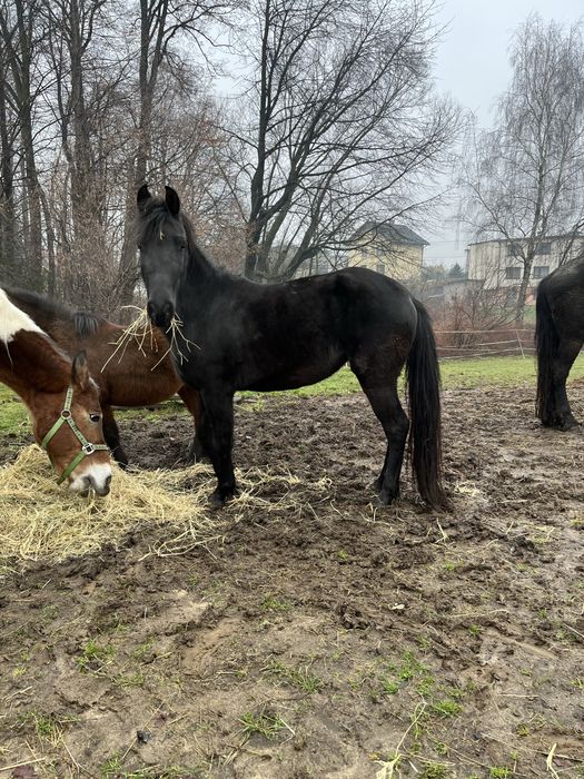 sprzedam dwie klacze