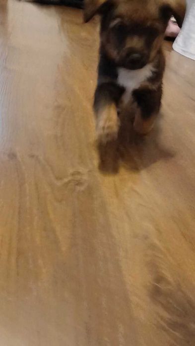 Oddam pieska w dobre ręce