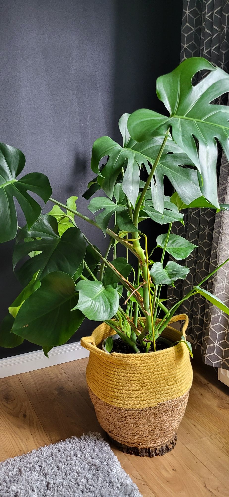 Duży kwiat monstera