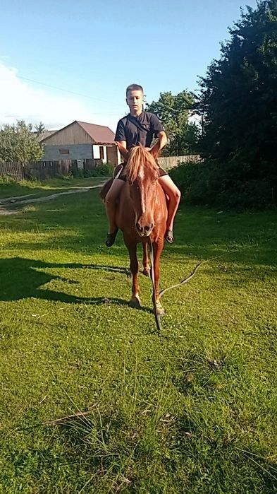 Продам робочу кобилу