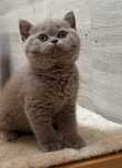 British shorthair menino lilás