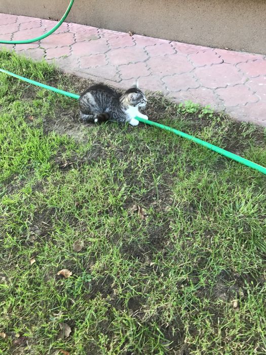 Słodka kotka śliczna