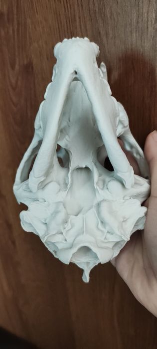 Czaszka rosomaka volverin wydruk 3d