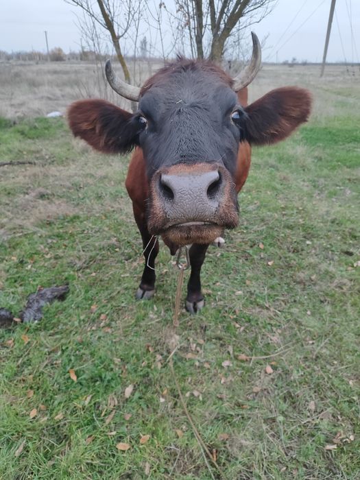 Продаётся корова