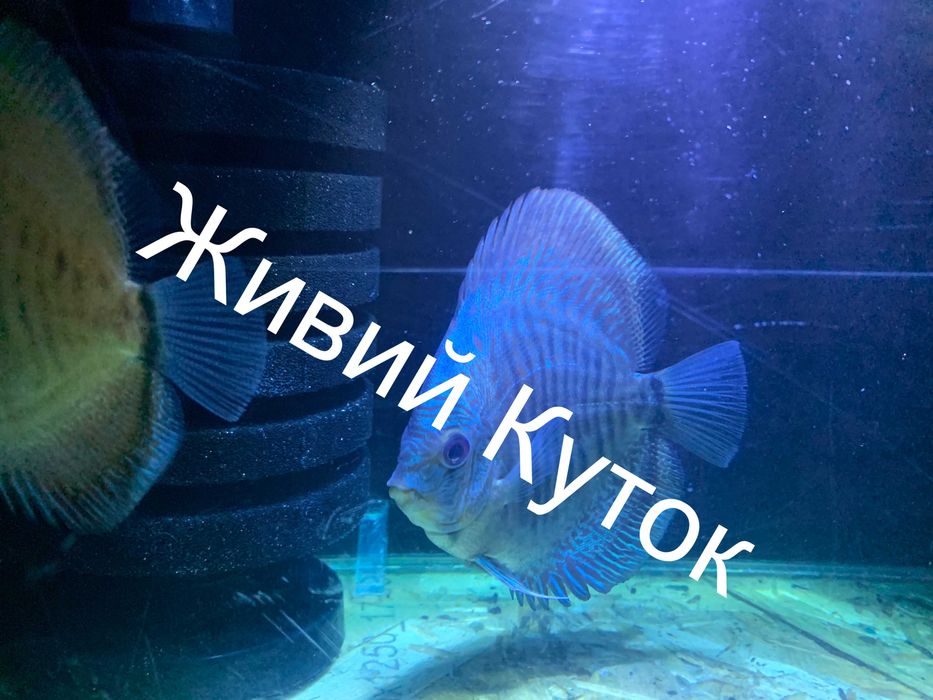 Продаж дискусів власного розведення