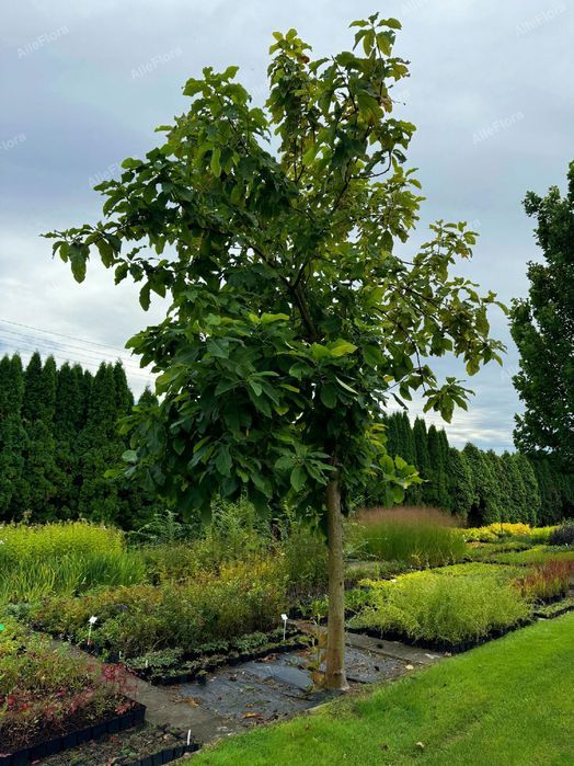Magnolia parasolowata (Magnolia tripetala) Wys. 80-120cm Doniczka 2.0L