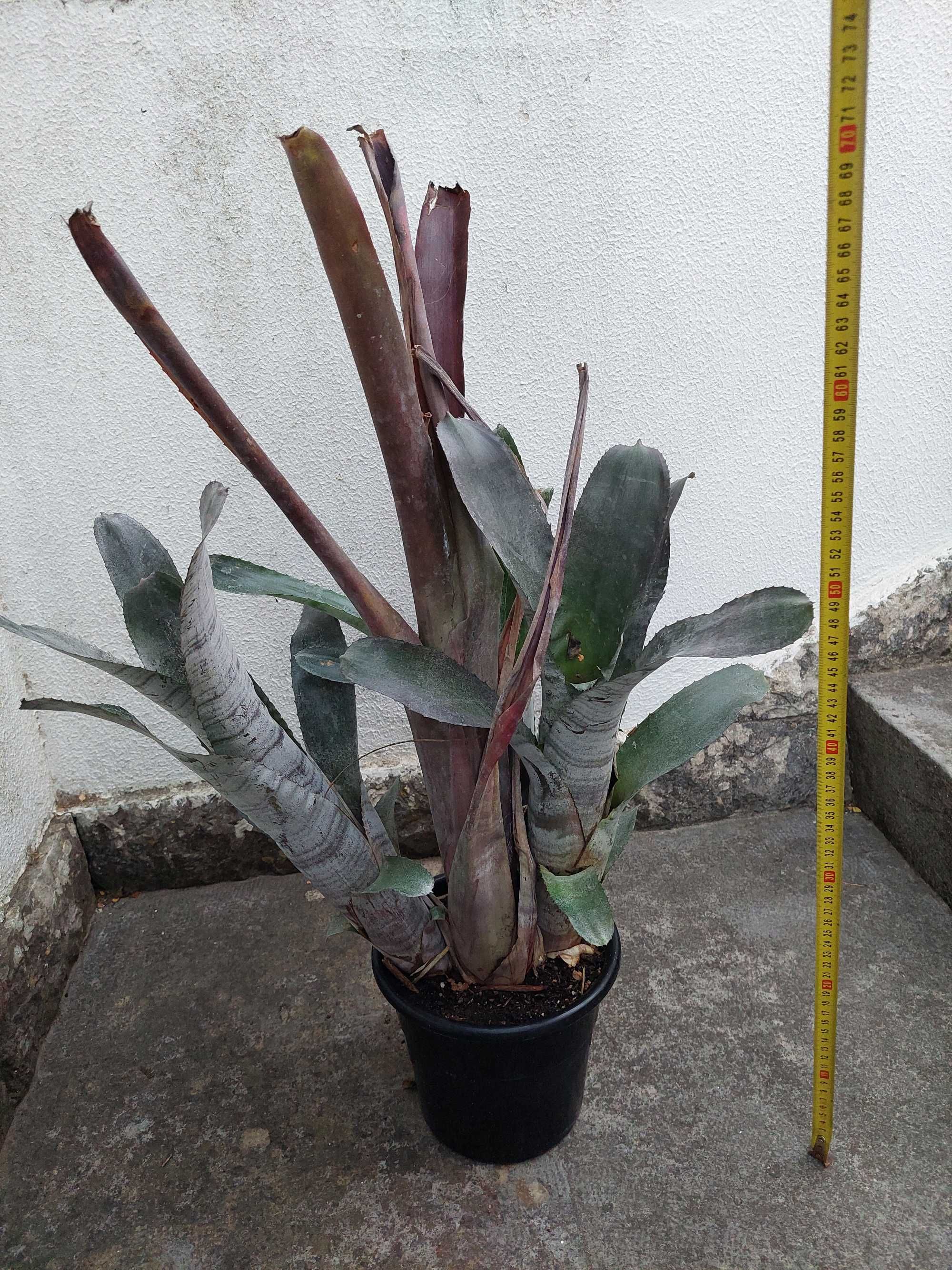 Bromélia - Billbergia vittata