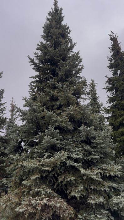 Ель голубая Днепр