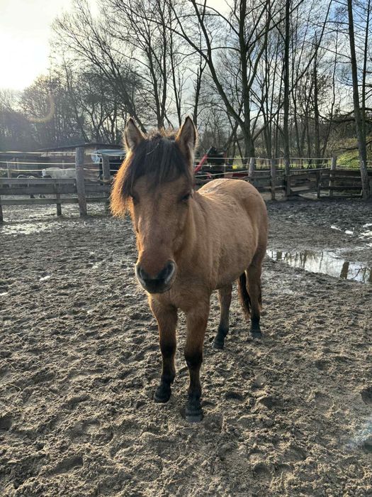 Sprzedam klaczkę fiorda