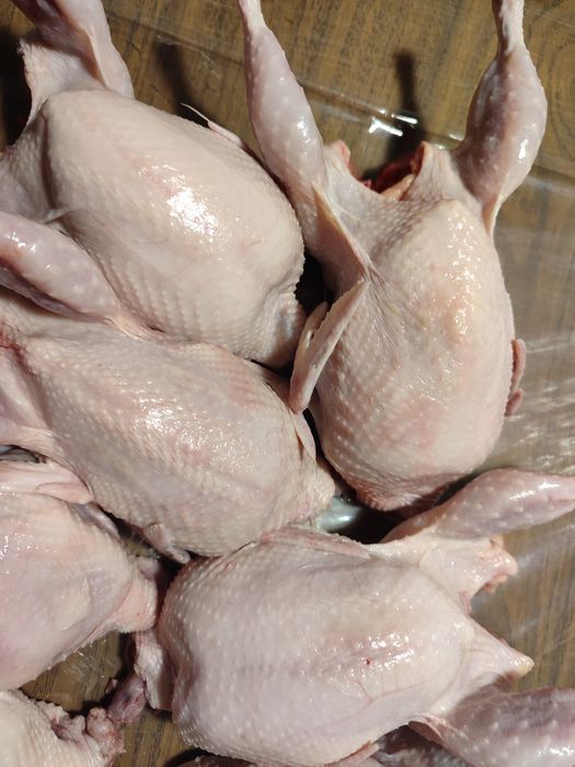 Тушки перепела по 250 грн