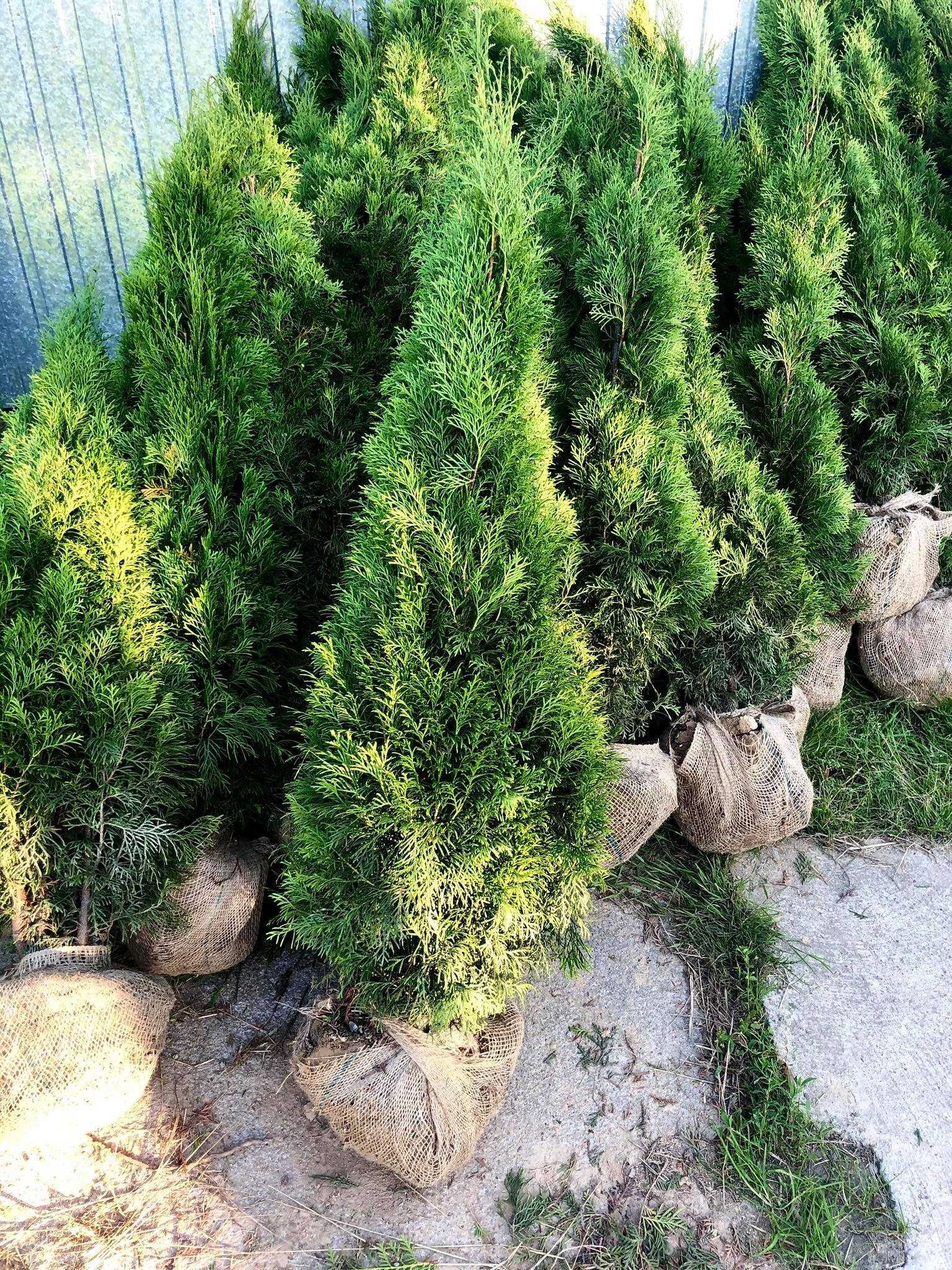 Tuja szmaragd, tuje od 80 do 250 cm! Thuja brabant do 270!