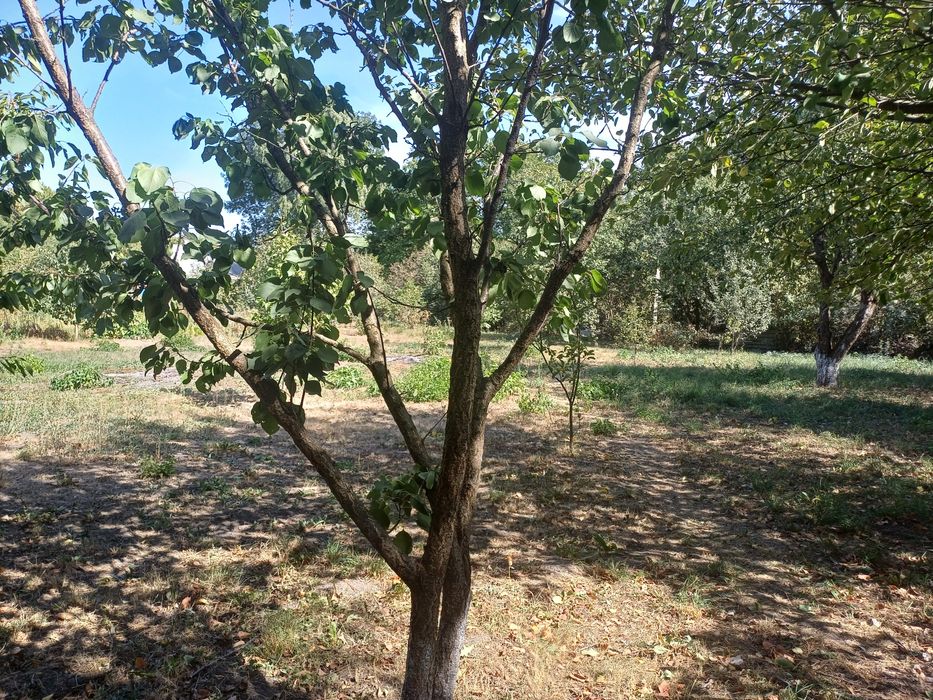 Продам будинок в смт Опішня