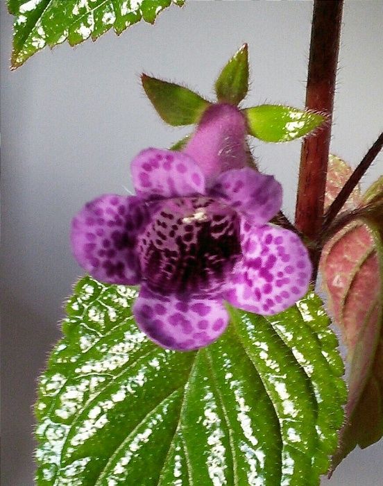 Глоксиманія She's Dancing