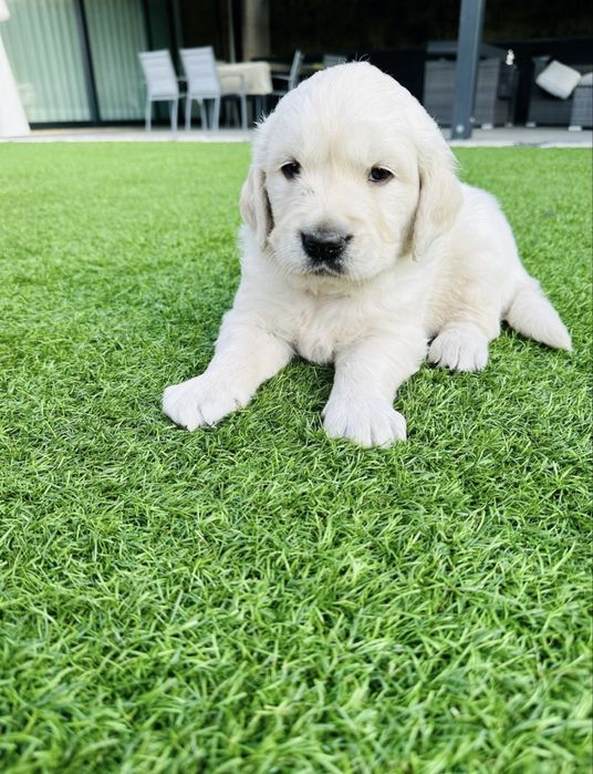 Golden Retriever menino lindo